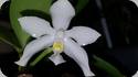 Phal. (pulchra x tetraspis) Alba